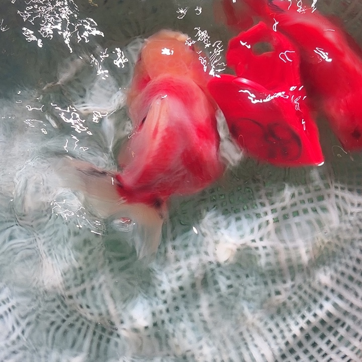 金鱼39号尺寸9-11区间