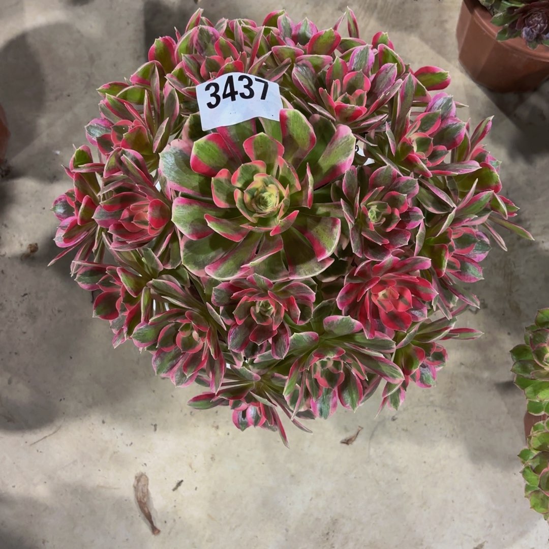 无花朵3437分女郎111111