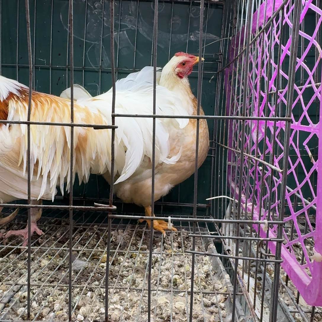 30天包装1号火烧云母鸡