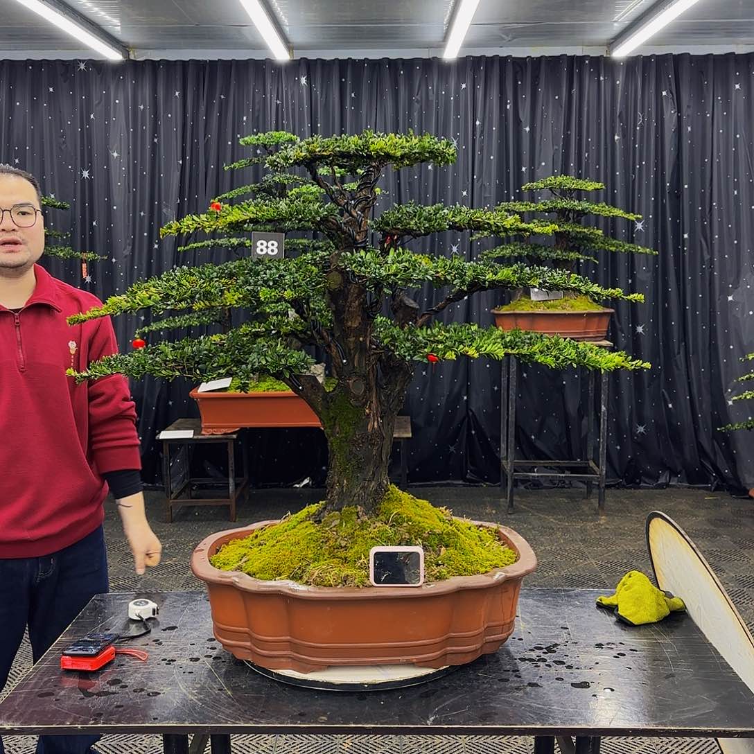 红芽罗汉松造型盆景