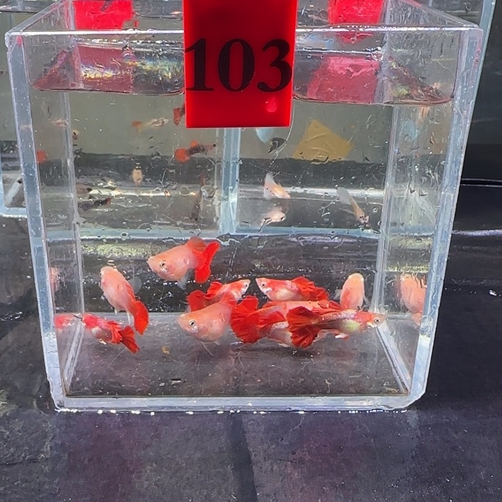 孔雀鱼103号，10条