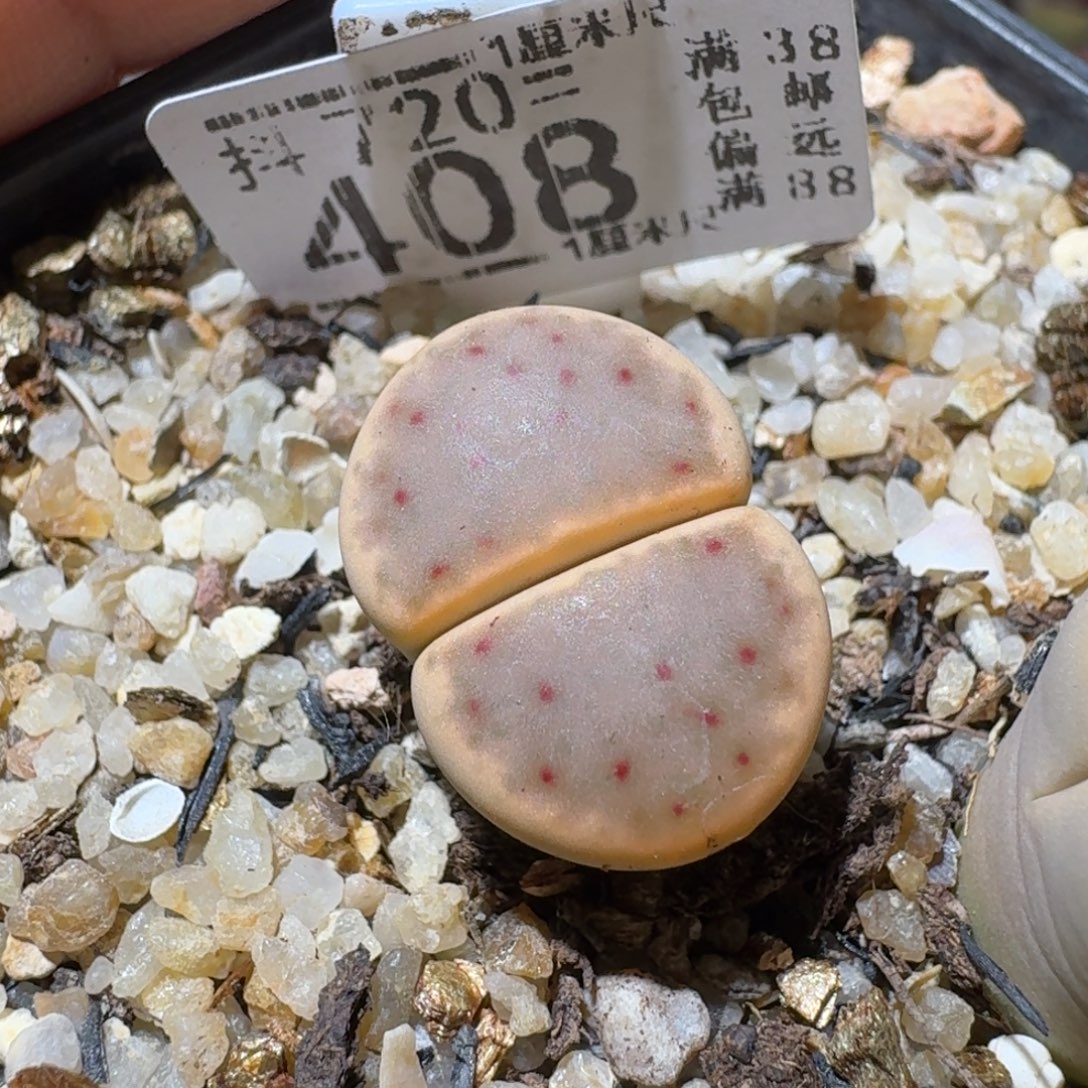 热***河Sss清仓价便宜了408
