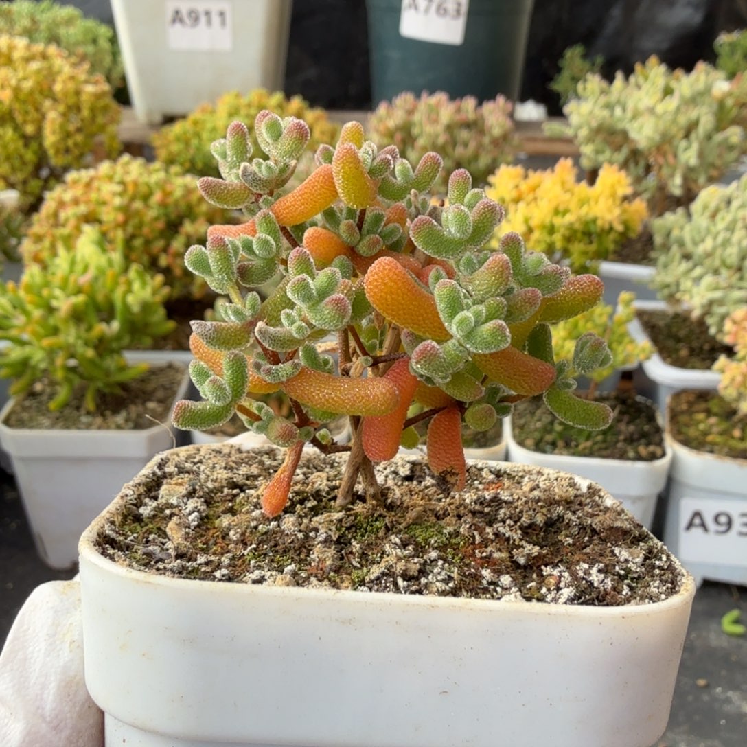 A937冰冰虾枝干一物一拍