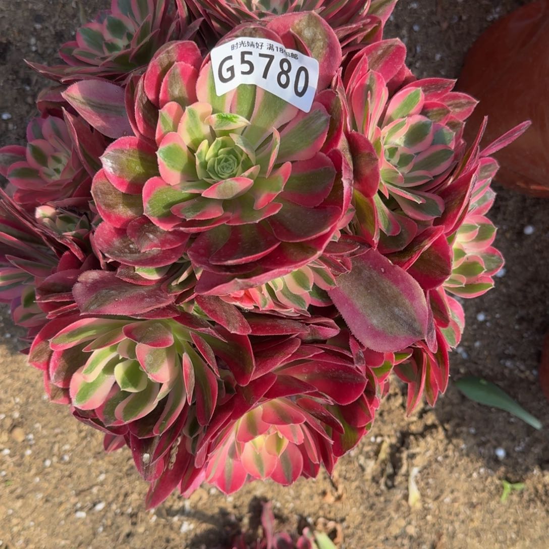 5780女巫多肉植物