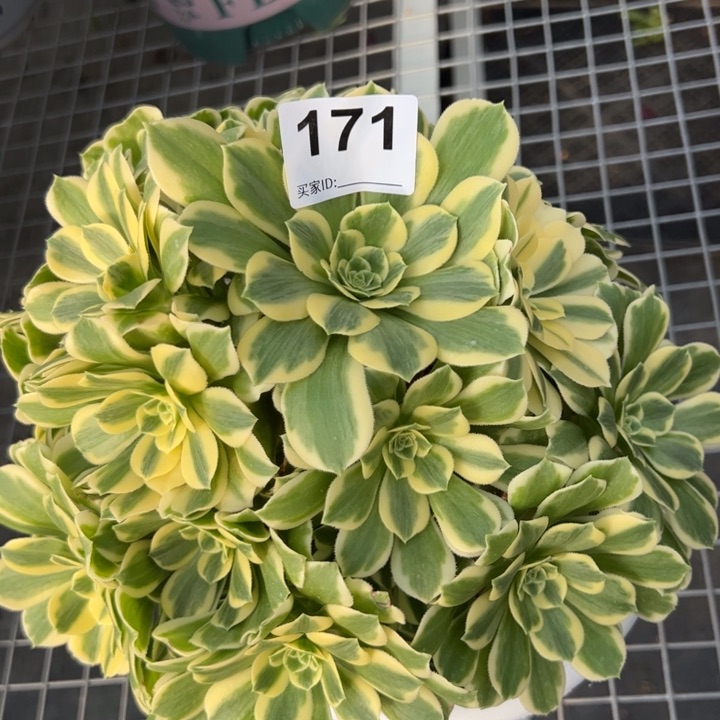 171碧玉25厘米左右