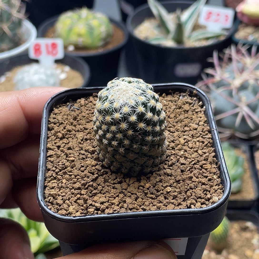 银牡丹 带盆土包邮