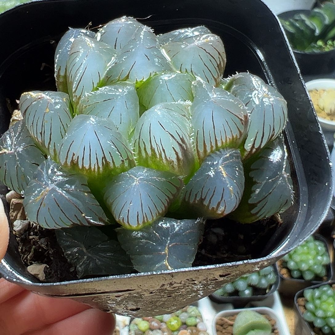 大窗蓝镜玉露多肉1