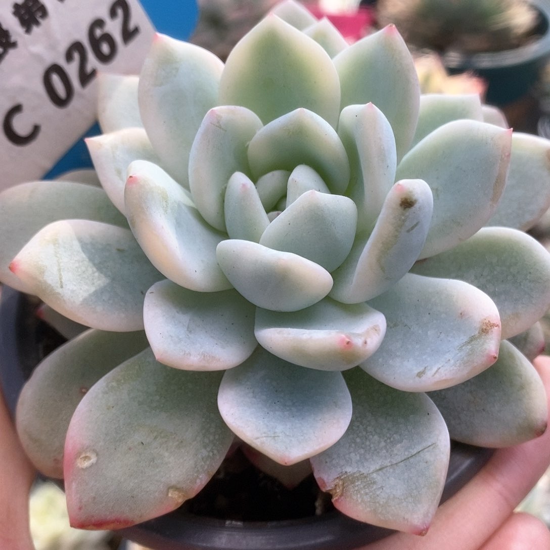 C262梦露锦锦锦锦锦锦锦