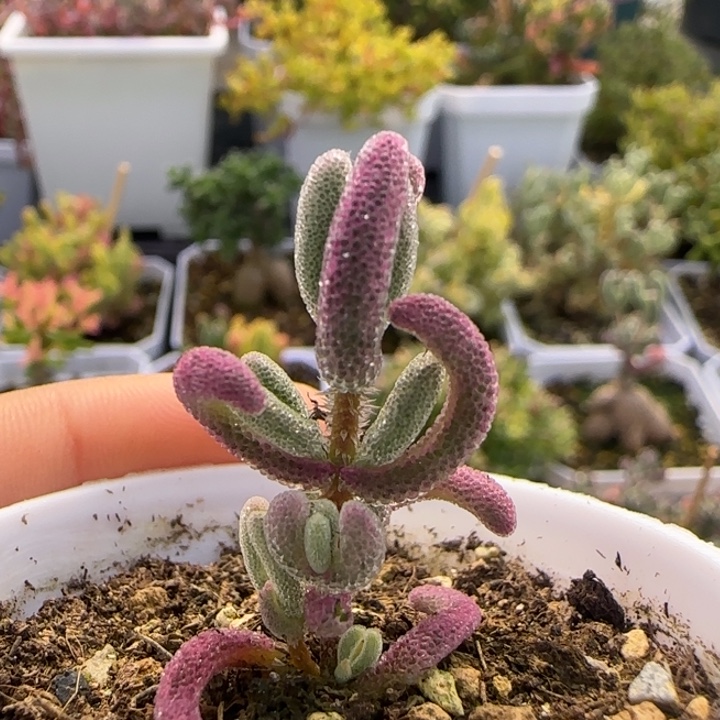 710-超紫植物枝干