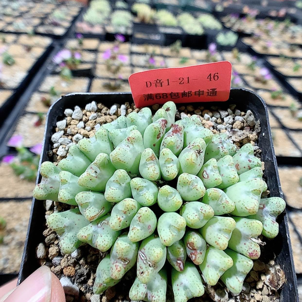 【闪购商品】1-21-46 粉花小 t一群特 20