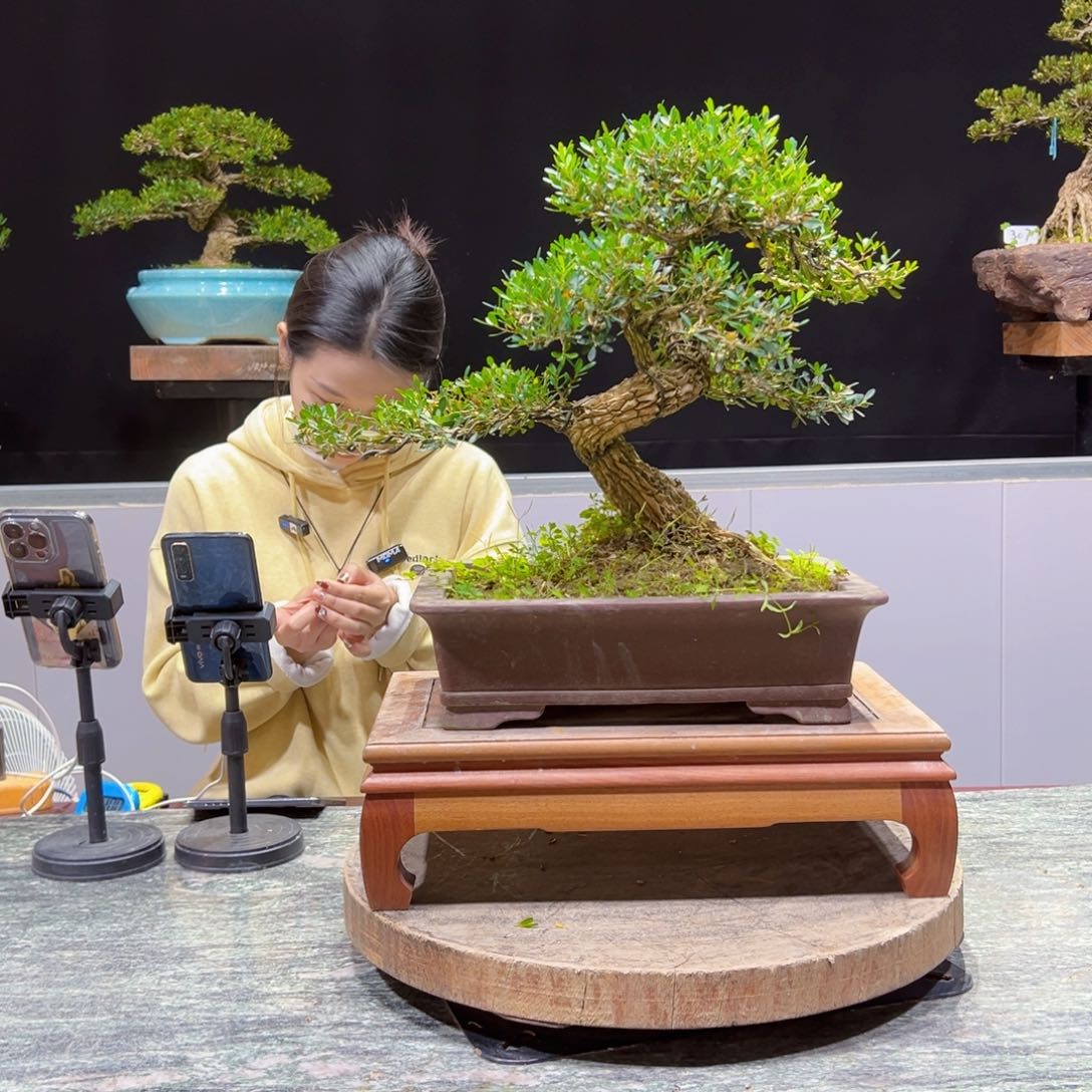 黄杨老桩盆景四季常青