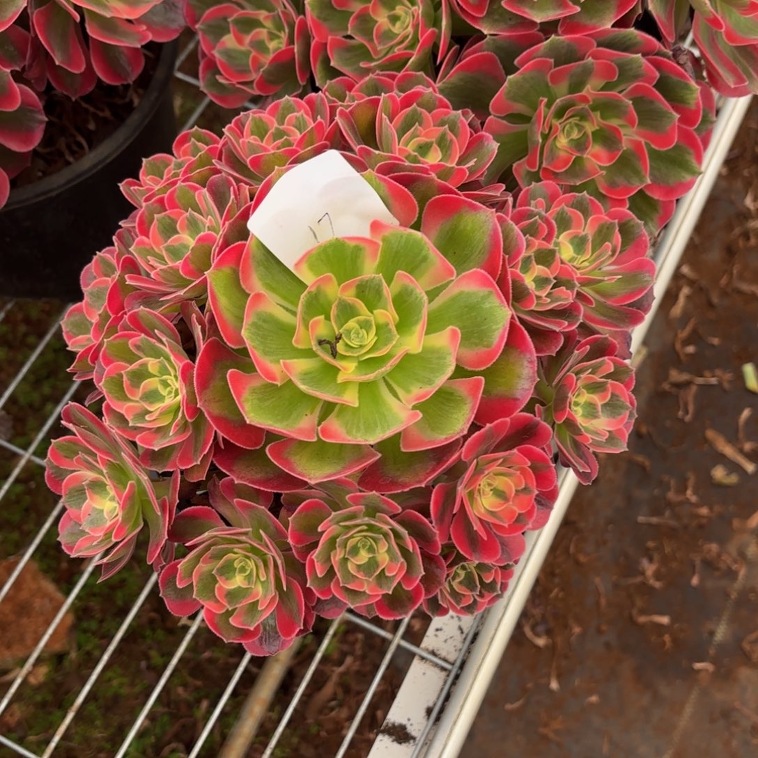 云南七成石好看17号