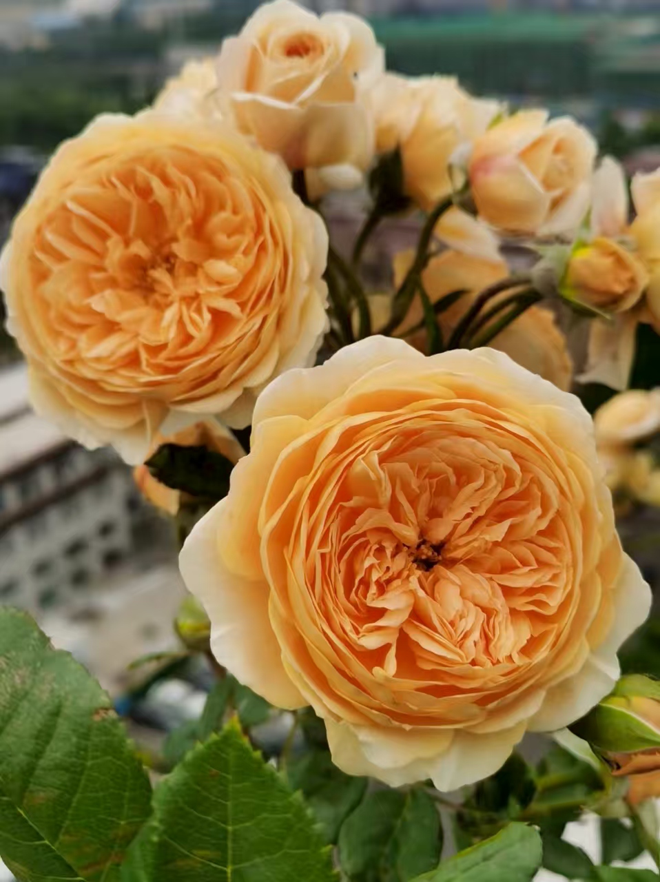 玛格丽特王妃 藤本月季花苗勤花浓香阳台庭院蔷薇爬藤花卉