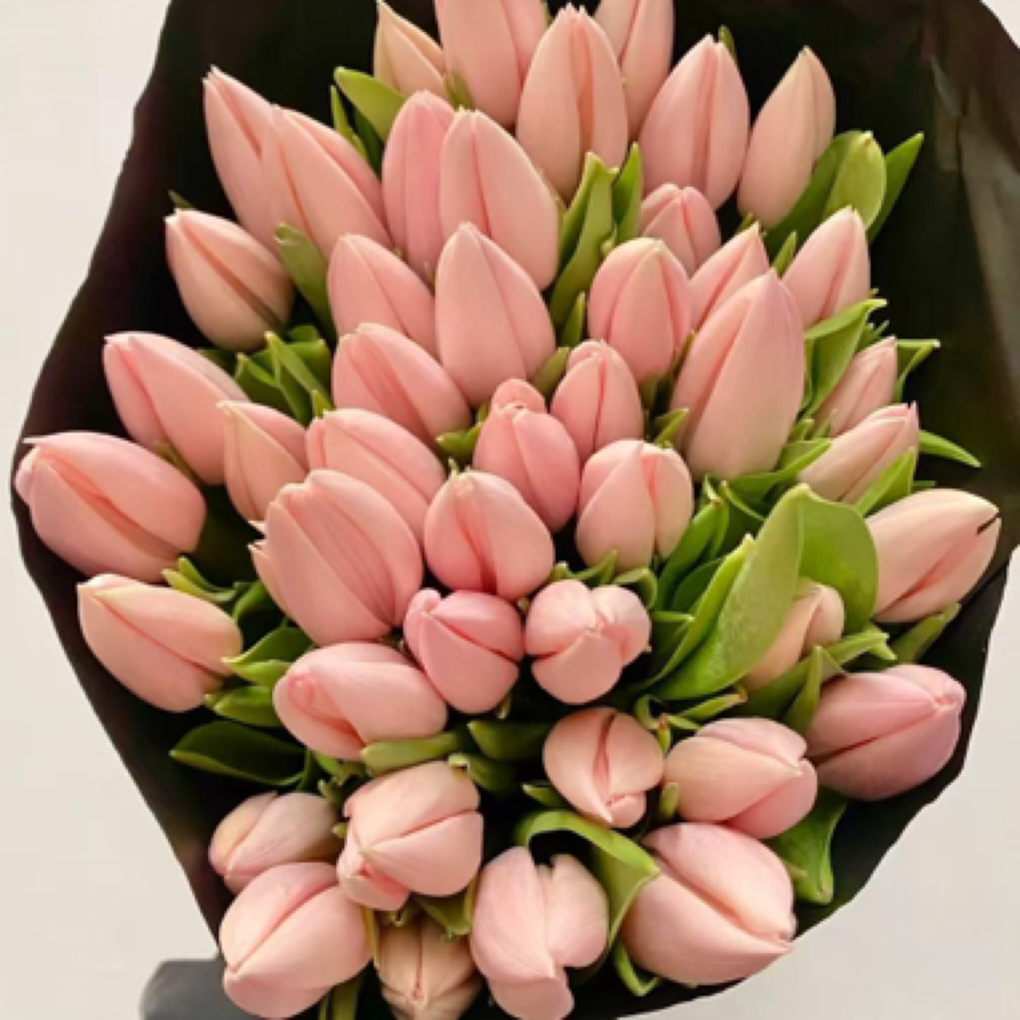 荷兰水蜜桃郁金香，5支装