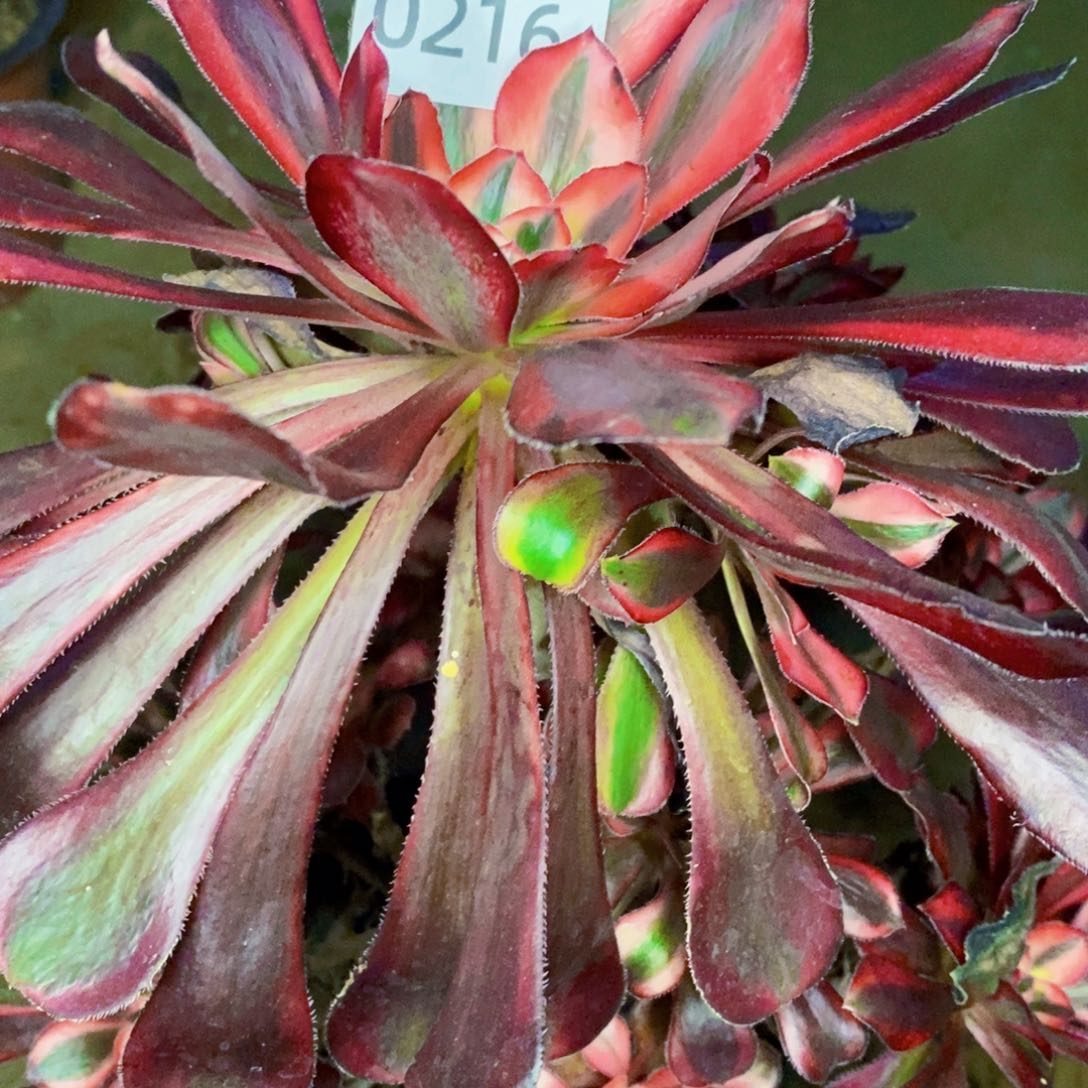 好*来0216丽娜多肉植物