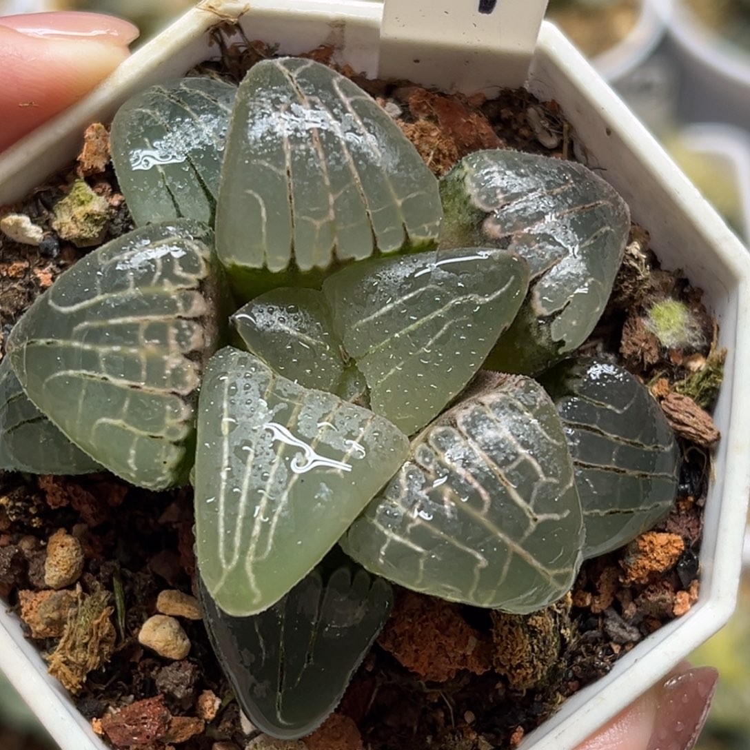 11粉色甜心福利专场