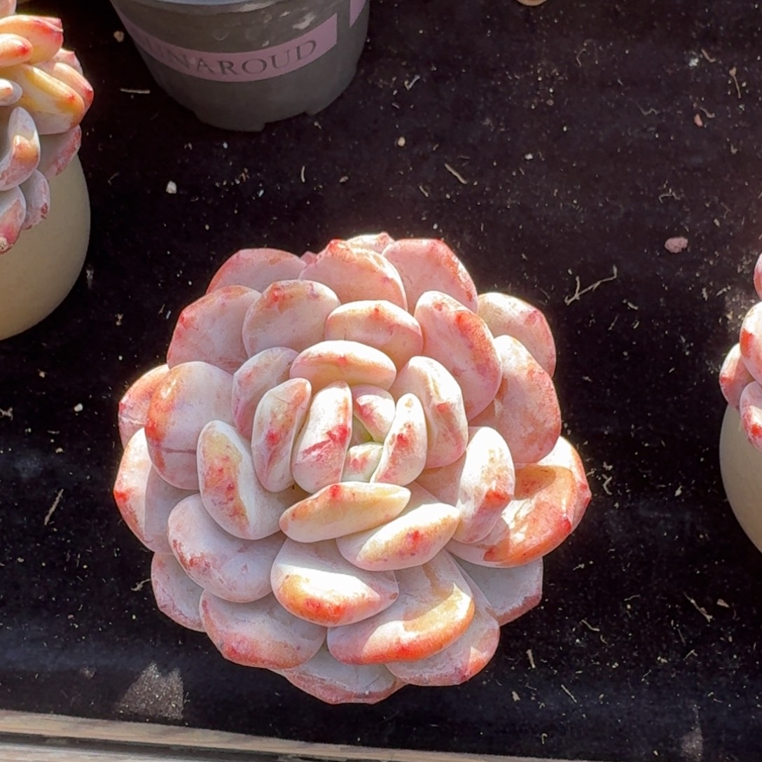 l****精美单头石化，带盆发货