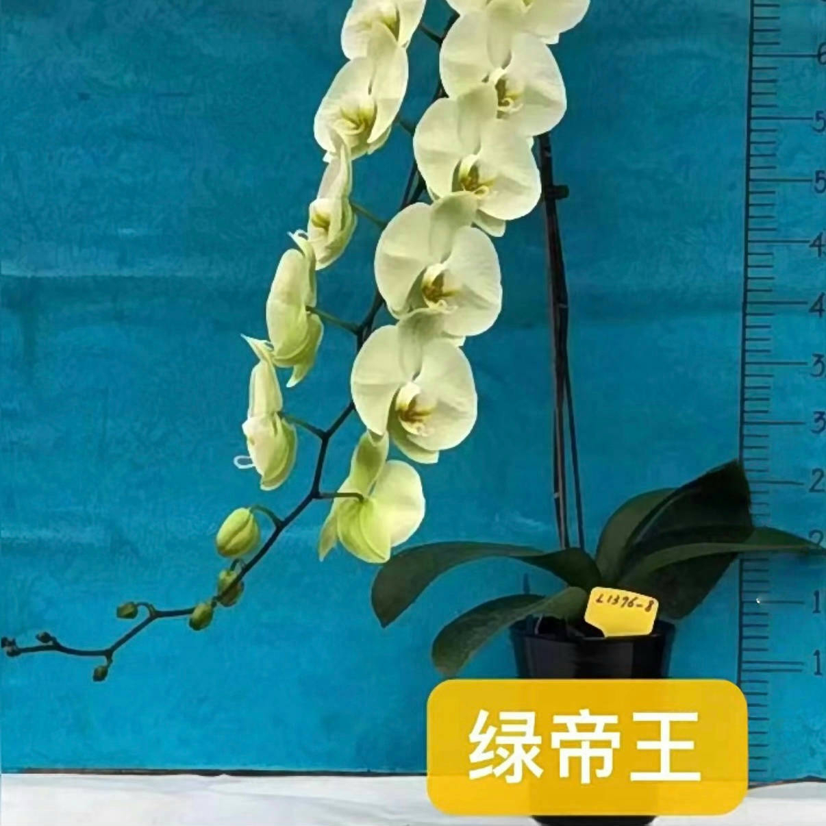 植趣【绿帝王】蝴蝶兰苗纯绿色新品种3.0加高出剑苗