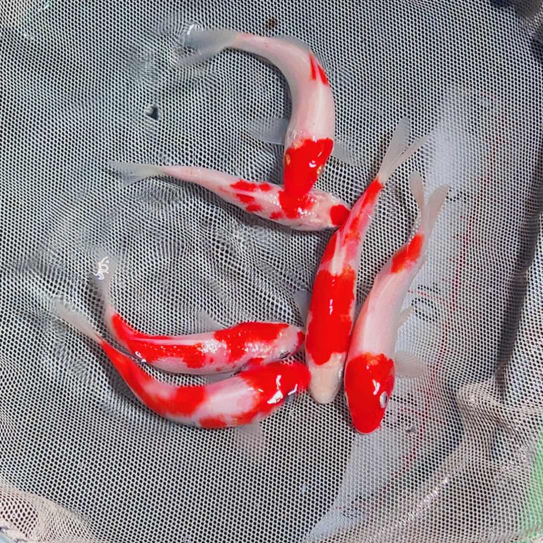 锦鲤锦鲤观赏鱼1111