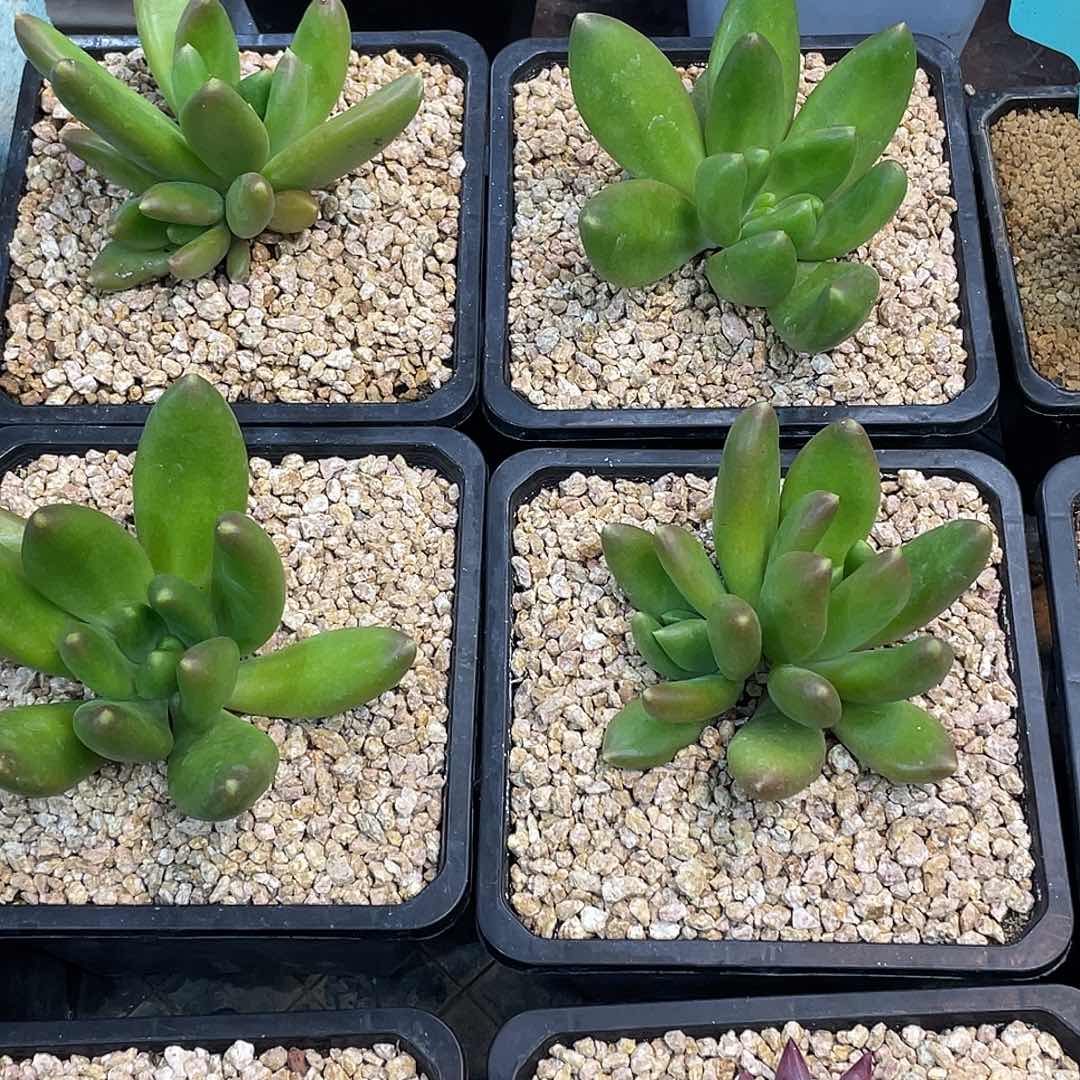 I****i在干嘛呀我想和他说话呀