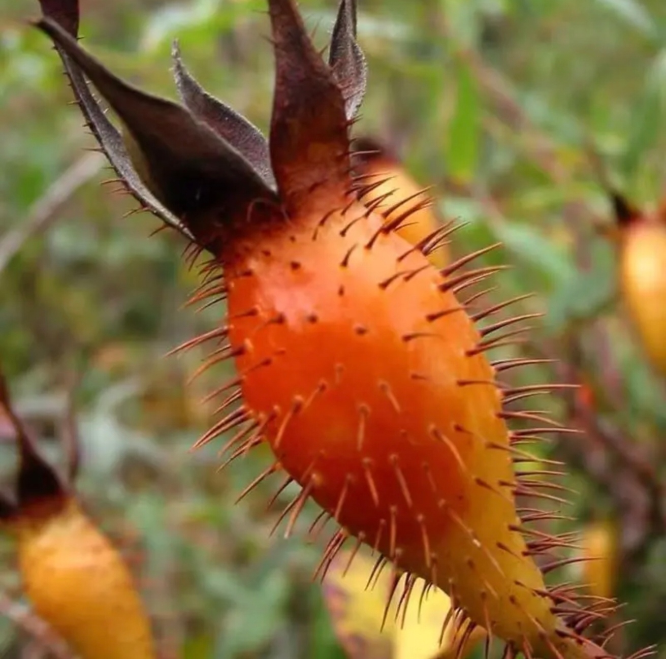 金樱子现摘野生金樱子