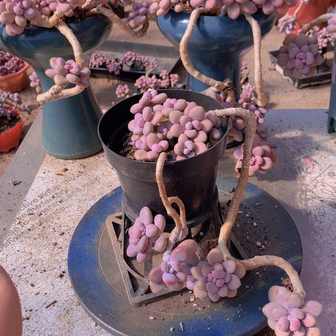 桃蛋老桩一物一拍30号