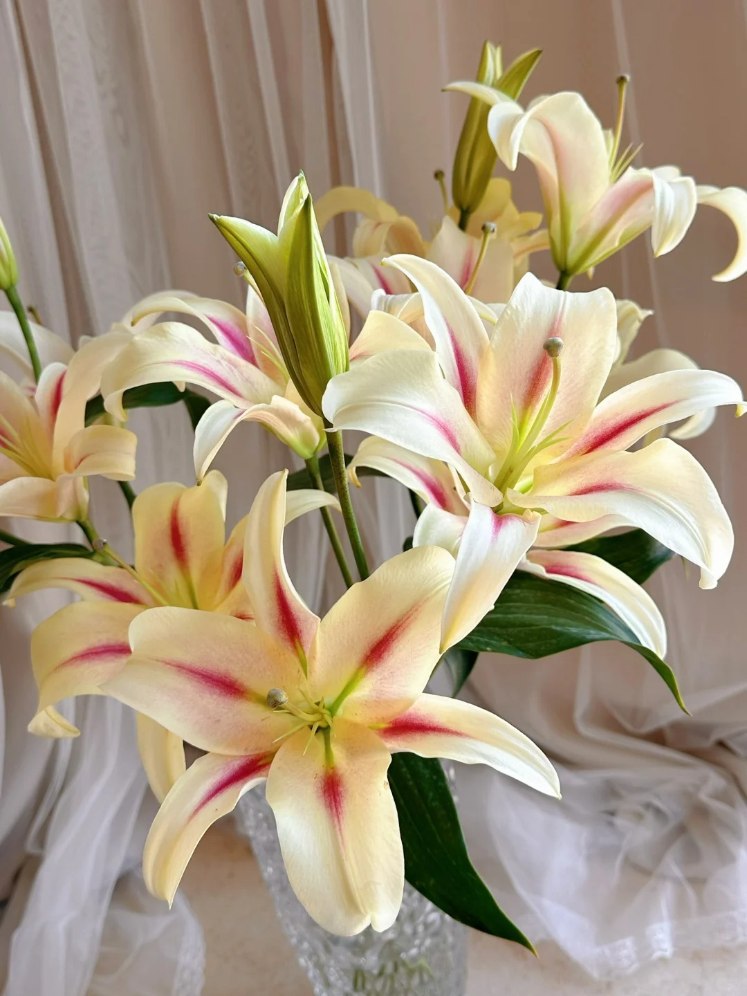 【小仙女】香水百合云南A级鲜切百合花百合瓶插花基地鲜花包邮M