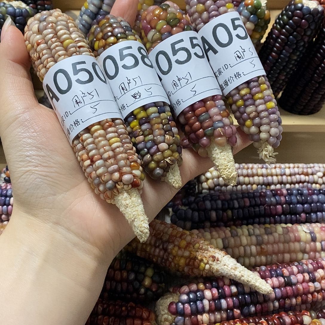 藤类文玩玉米毛料