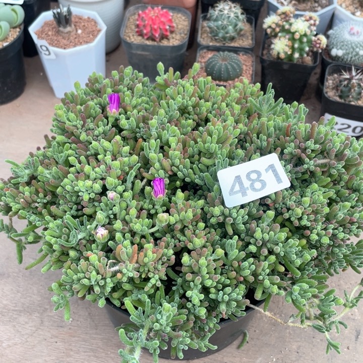 481超大枝干番杏