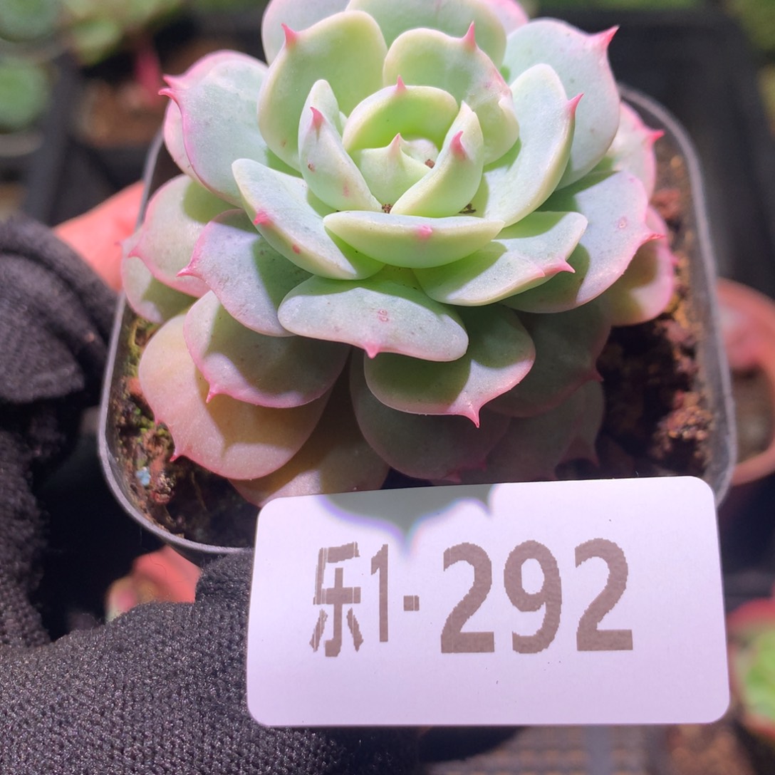 乐然1-292 雪域单头 