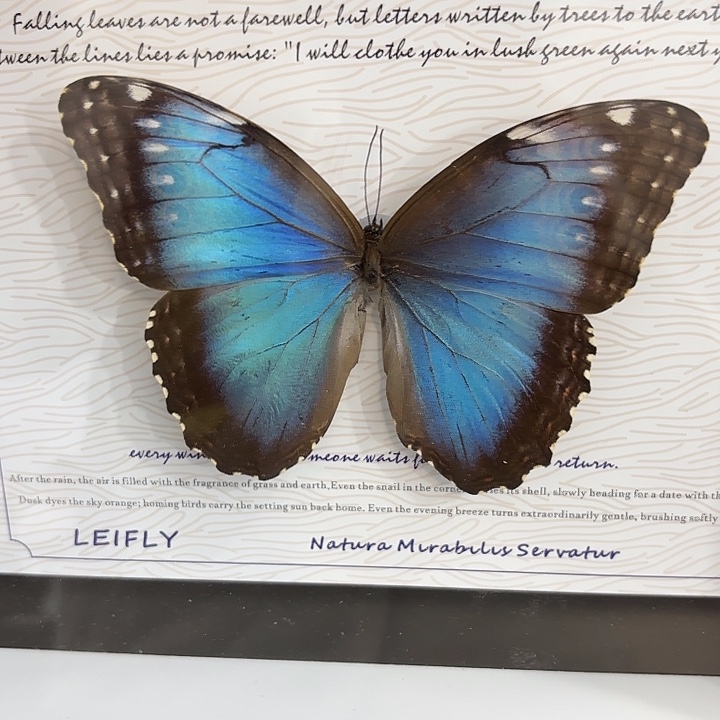 讨***块蝴蝶标本定制790@