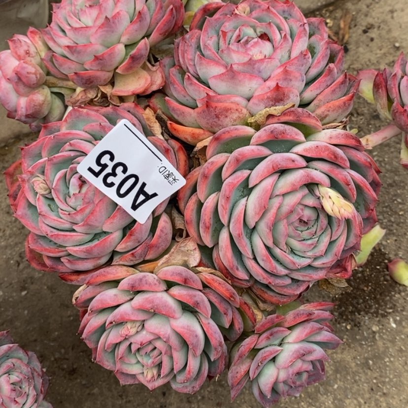 【闪购商品】夜**央多肉植物