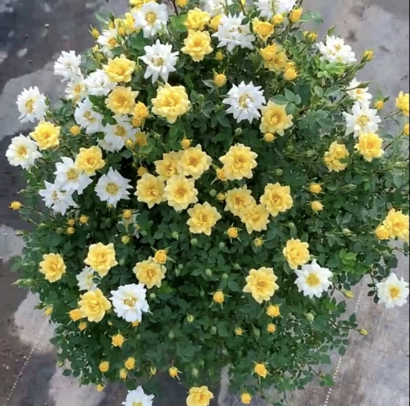 黄金姬/黄金雅月季微型迷你玫瑰型阳台庭院盆栽花卉四