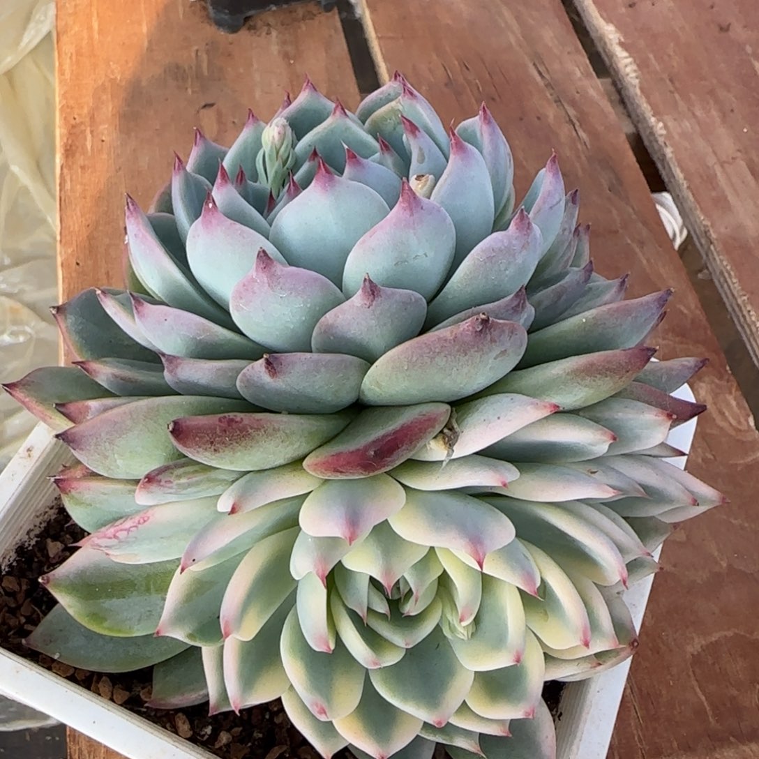 吉娃娃锦多肉植物