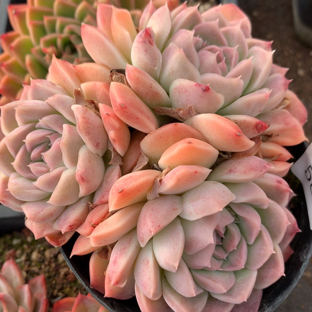 583新年快乐发发发