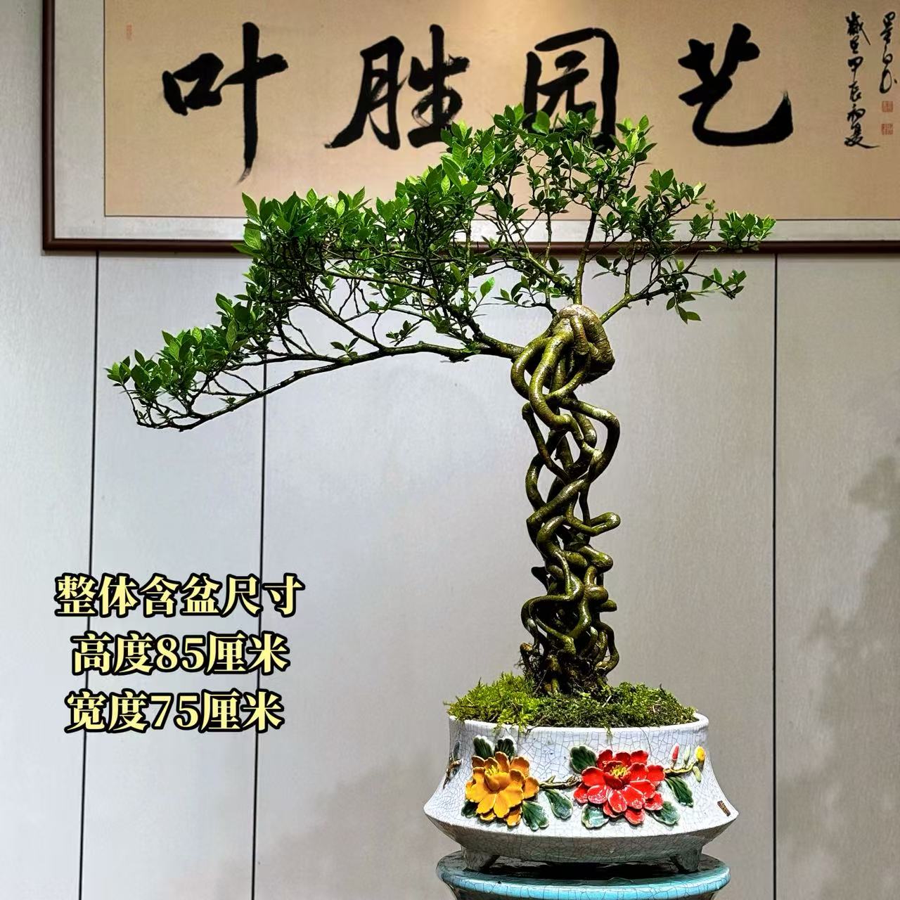 【叶胜园艺】精品四季榄叶栀子花盆景