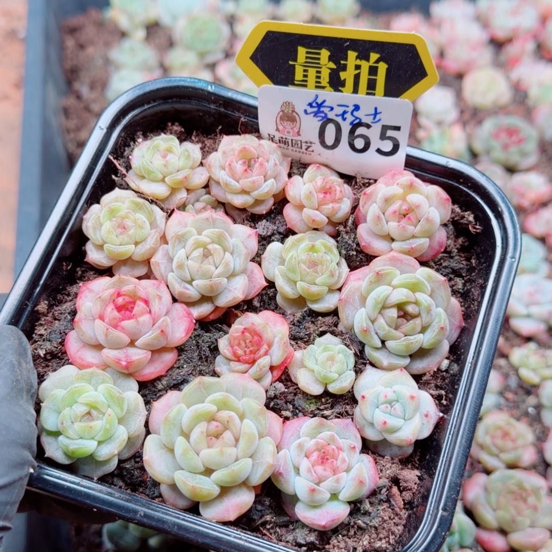 多肉植物多肉植物