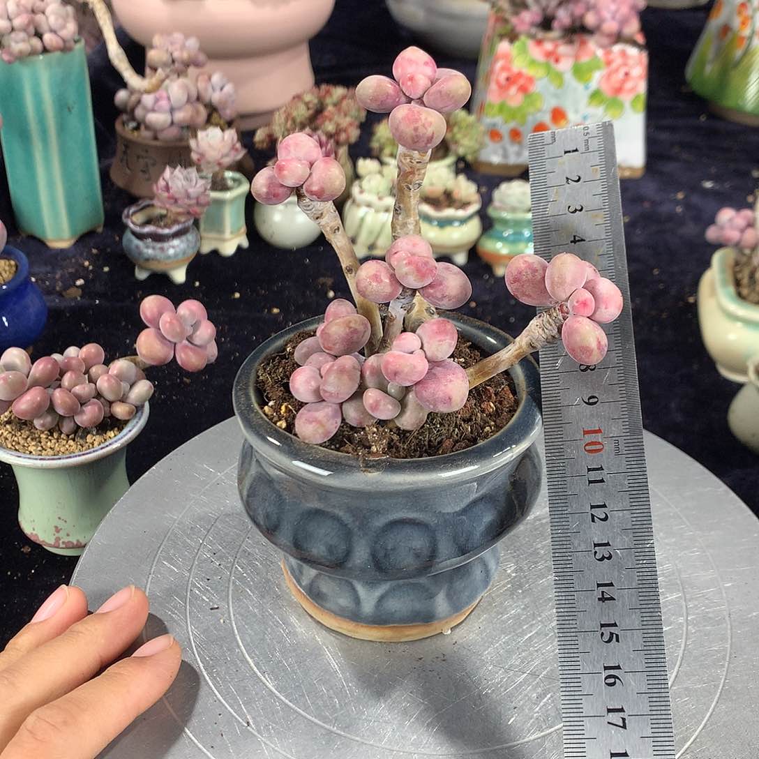 小*阳16号带盆偏远地区不包邮的