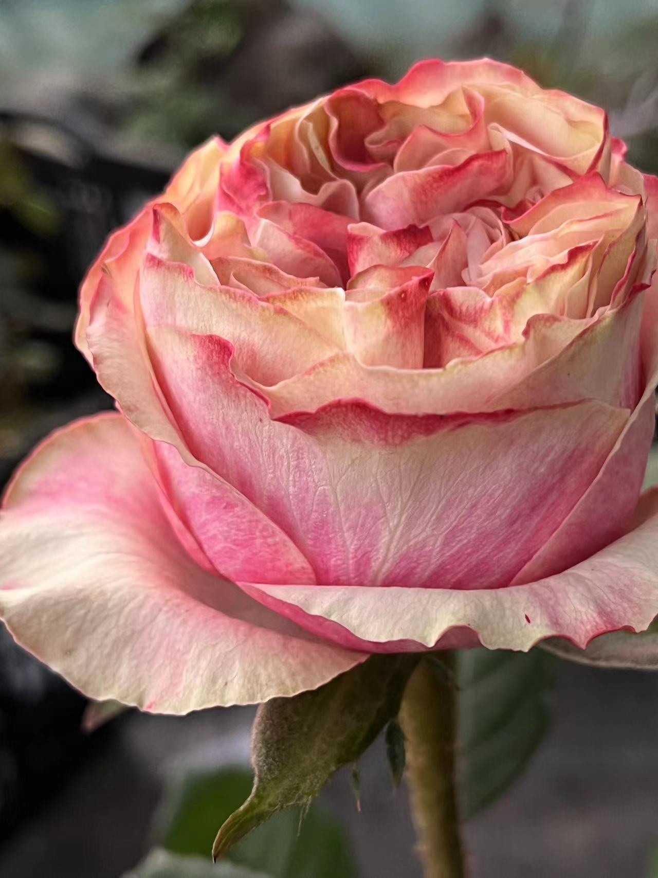 军哥【优雅天鹅】切花玫瑰花