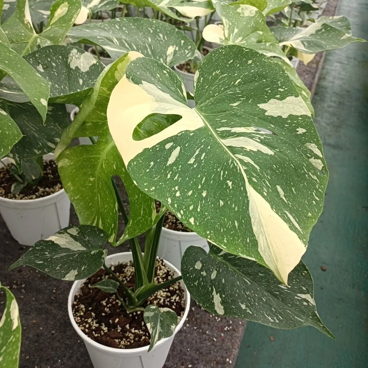 洒金龟背竹小苗盆栽原盆原土