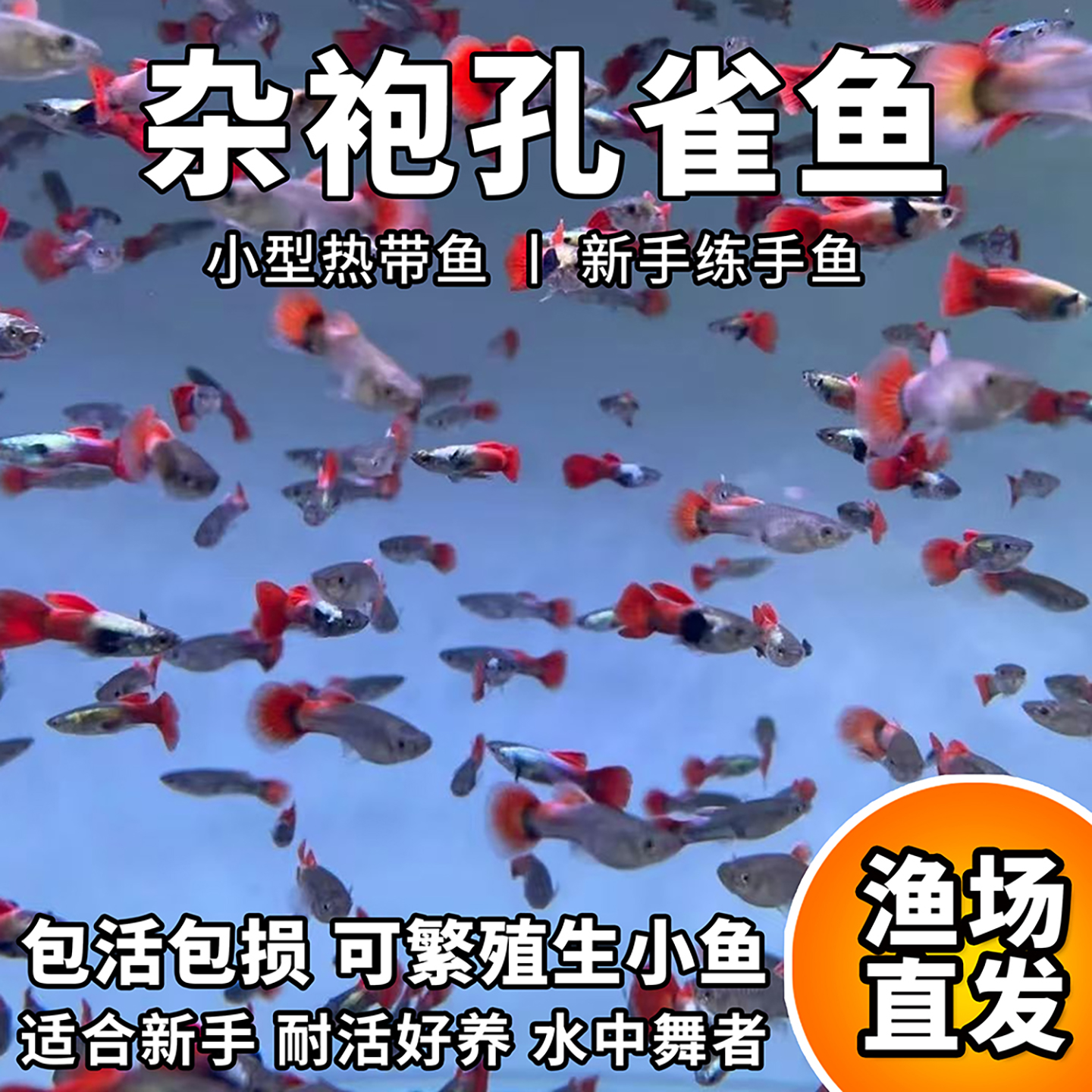 孔雀鱼活体淡水观赏鱼好养耐活适合新手练手