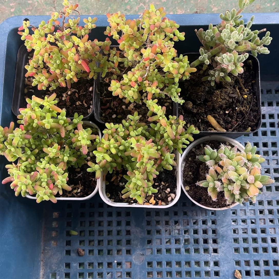 20新手套餐6颗组合优选