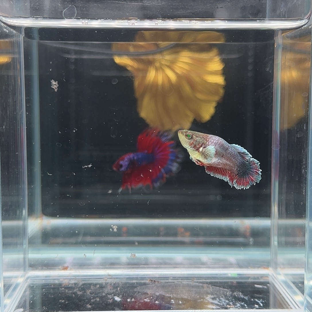 斗鱼活体观赏鱼好养耐活