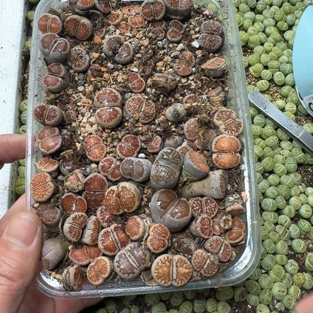 C168。菊一大盒。福利出