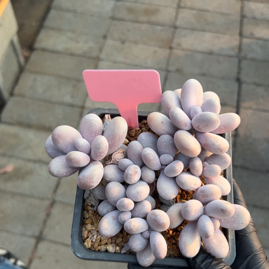 原始奶1111111111111