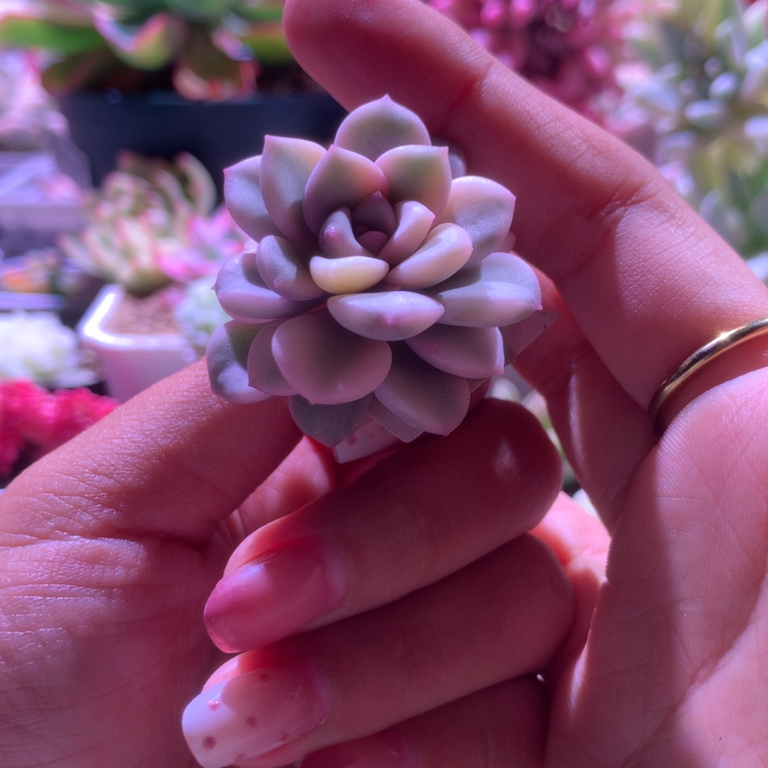 花斑鹿覆轮锦砍头有杆子
