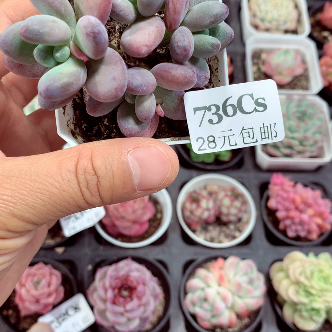 5厘米精控多肉736