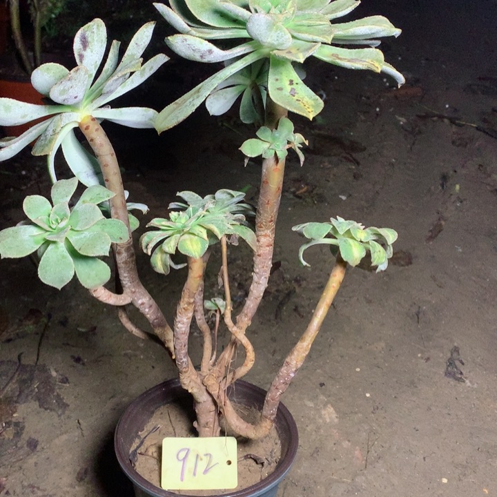 912黄忠班多肉一物一拍