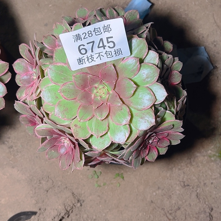 6745莲花座多肉植物