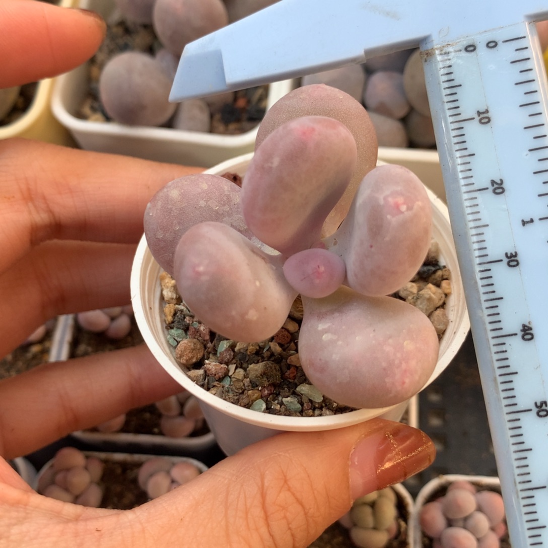 彩虹奶酪 小书肉奶酪多肉 